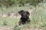 CANE CORSO 022
